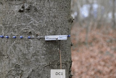 周長生長測量傳感器 周長生長測量傳感器